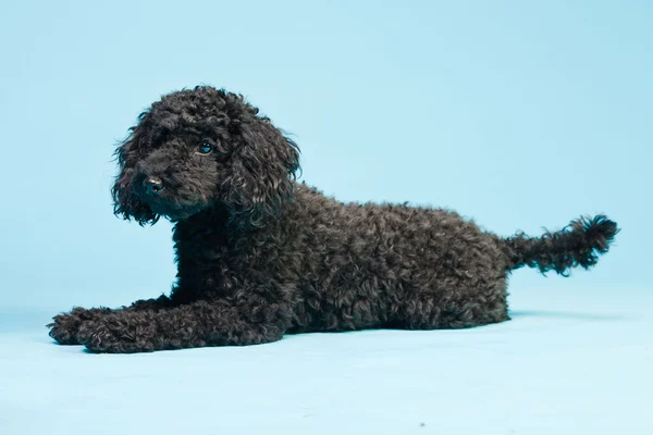 Ładny mały czarny pudel pies na białym tle na światło niebieskie tło. łapka. — Zdjęcie stockowe