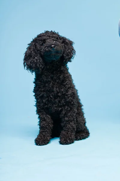 Söt liten svart pudel hund isolerad på ljusblå bakgrund. Studio skott. — Stockfoto