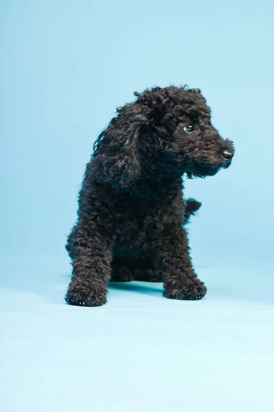 Cute little black poodle dog isolated on light blue background. Studio shot. — Stock Photo, Image