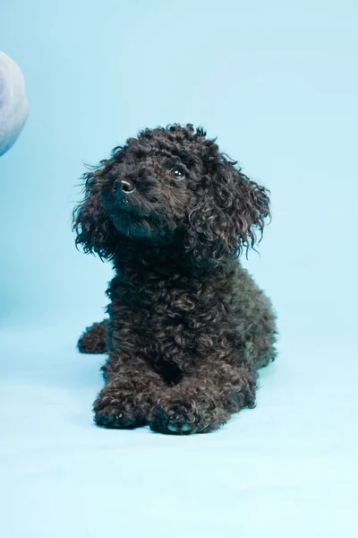 Милий маленький чорний пудель собака ізольований на світло-блакитному тлі. Студійний знімок . — стокове фото