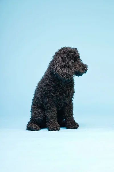 Mignon petit chien caniche noir isolé sur fond bleu clair. Plan studio . — Photo