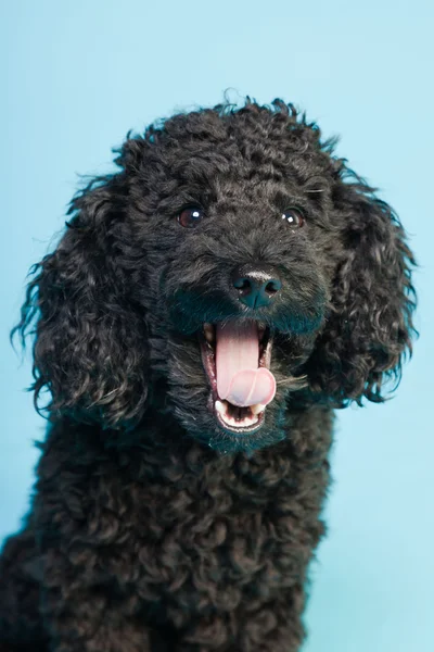 stock image Cute little black poodle dog isolated on light blue background. Studio shot.