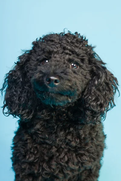 Lindo perrito caniche negro aislado sobre fondo azul claro. Captura de estudio . —  Fotos de Stock