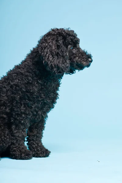 stock image Cute little black poodle dog isolated on light blue background. Studio shot.