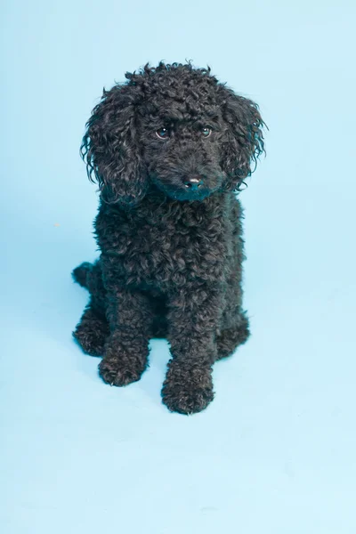 귀여운 작은 검은 푸 들 강아지 밝은 파란색 배경에 고립. 스튜디오 촬영. — 스톡 사진