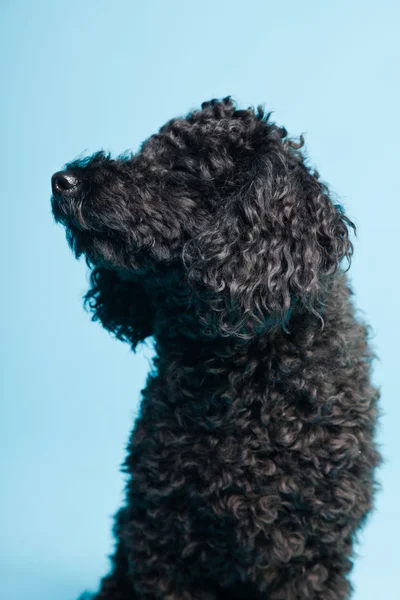 Carino piccolo cane barboncino nero isolato su sfondo azzurro. Studio girato . — Foto Stock