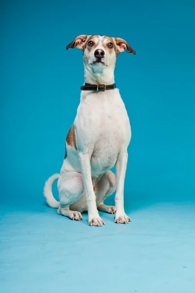 Karışık cins köpek kısa saçlı kahverengi ve beyaz üzerinde açık mavi renkli izole. Stüdyo vurdu. — Stok fotoğraf
