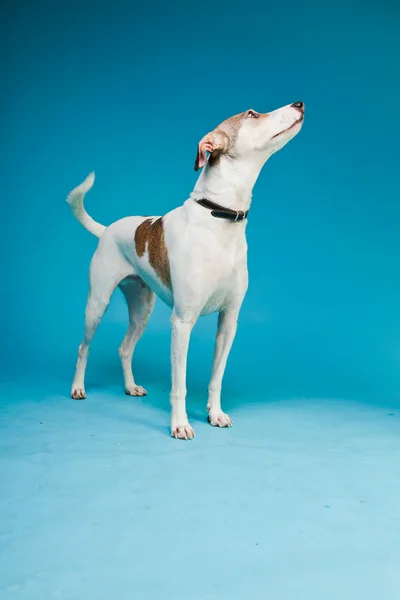Mixed breed dog short hair brown and white isolated on light blue background. Studio shot. — Stock Photo, Image
