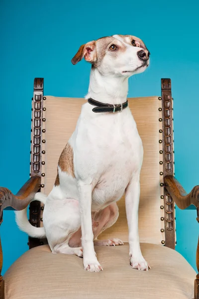 Mieszaniec psa krótkie włosy brązowy i biały na duże krzesło na białym tle na światło niebieskie tło. łapka. — Zdjęcie stockowe
