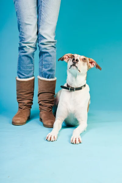 Собака смешанной породы короткошерстная коричнево-белая, сидящая рядом с ногами хозяина на светло-голубом фоне. Снимок студии . — стоковое фото