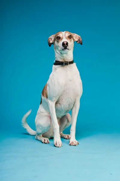 Смешанная порода собак короткая шерсть коричневая и белая изолированная на светло-голубом фоне. Снимок студии . — стоковое фото