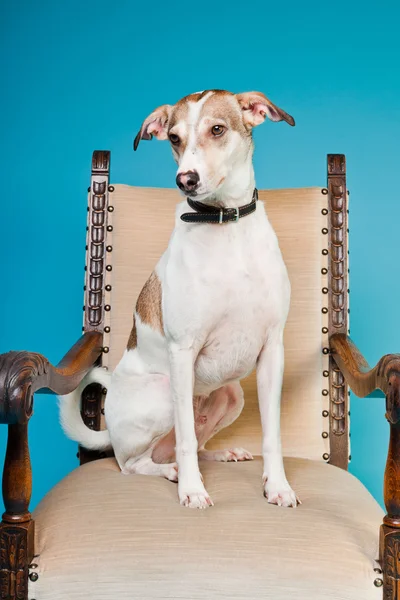 Kevert tenyészt kutya rövid haj barna és fehér, világoskék háttér elszigetelt nagy székre. stúdió felvétel. — Stock Fotó