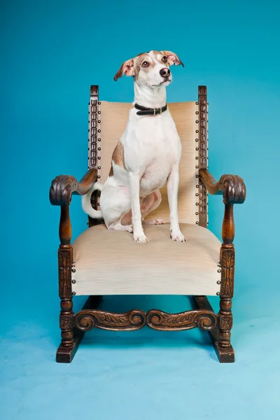 Smíšené plemeno psa krátké vlasy hnědá a bílá na velké židli izolovaných na světle modrém pozadí. Studio záběr. — Stock fotografie