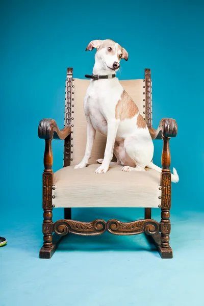 Mieszaniec psa krótkie włosy brązowy i biały na duże krzesło na białym tle na światło niebieskie tło. łapka. — Zdjęcie stockowe