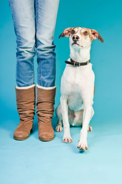 Mieszaniec psa krótkie włosy brązowy i biały, siedzący obok nogi właściciela na białym tle na światło niebieskie tło. łapka. — Zdjęcie stockowe