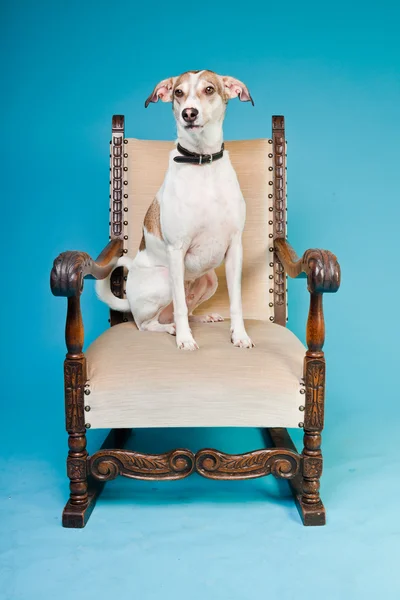 Karışık cins köpek kısa saçlı kahverengi ve beyaz büyük sandalye açık mavi renkli izole. Stüdyo vurdu. — Stok fotoğraf