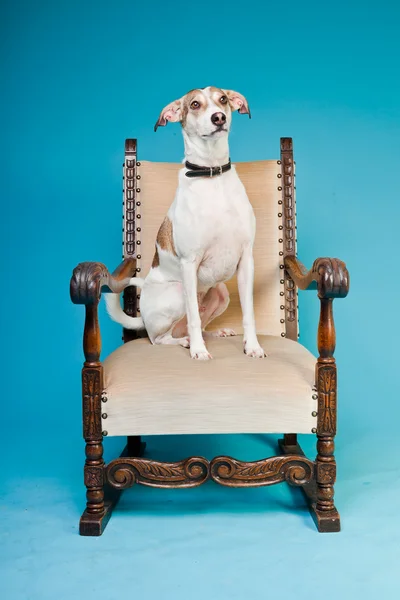 Blandras hund kort hår brunt och vitt på stora stol isolerad på ljusblå bakgrund. Studio skott. — Stockfoto