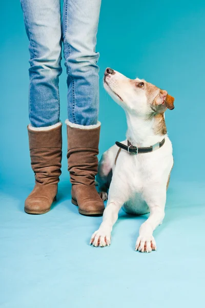 Mixed breed dog short hair brown and white sitting next to legs of owner isolated on light blue background. Studio shot. — Stock Photo, Image