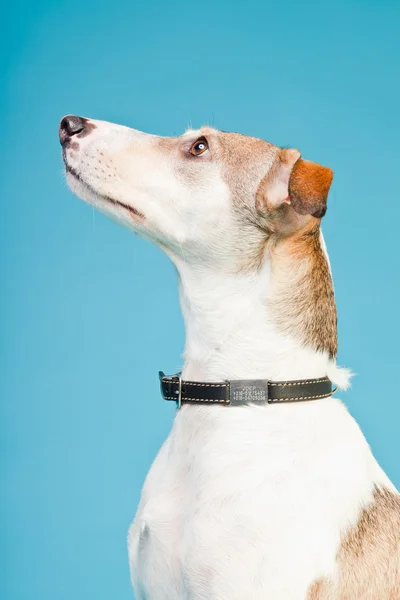 Mieszaniec psa krótkie włosy brązowy i biały na białym tle na światło niebieskie tło. łapka. — Zdjęcie stockowe