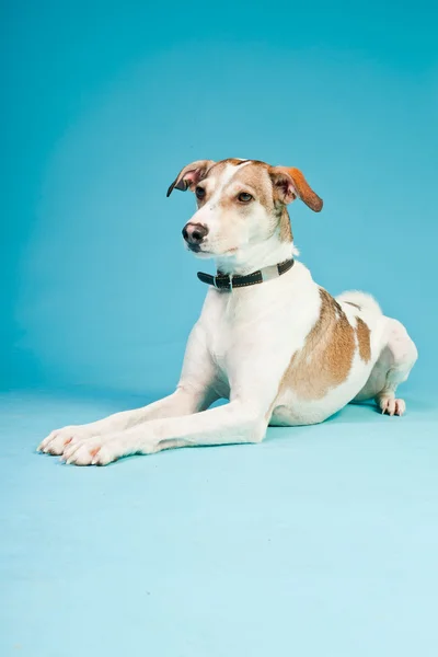 Vegyes fajta kutya rövid haj barna és világoskék háttér elszigetelt fehér. stúdió felvétel. — Stock Fotó