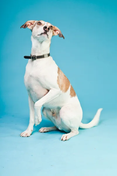 Blandras hund kort hår brunt och vitt isolerad på ljusblå bakgrund. Studio skott. — Stockfoto