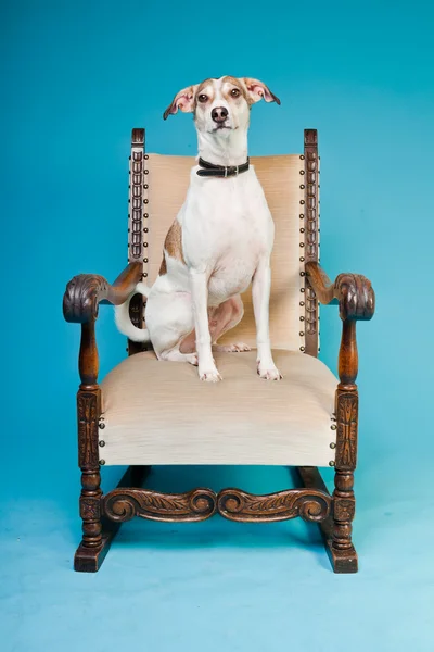 Chien de race mixte cheveux courts brun et blanc sur une grande chaise isolée sur fond bleu clair. Plan studio . — Photo