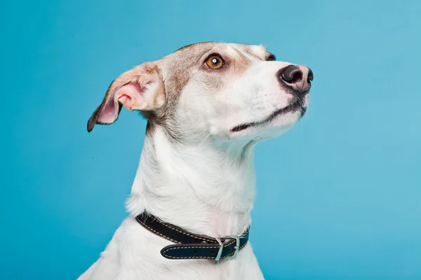 Gemengd hondenras kort haar bruine en witte geïsoleerd op lichte blauwe achtergrond. studio opname. — Stockfoto