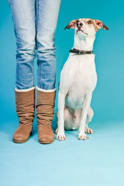 Mixed breed dog short hair brown and white sitting next to legs of owner isolated on light blue background. Studio shot. — Stock Photo, Image