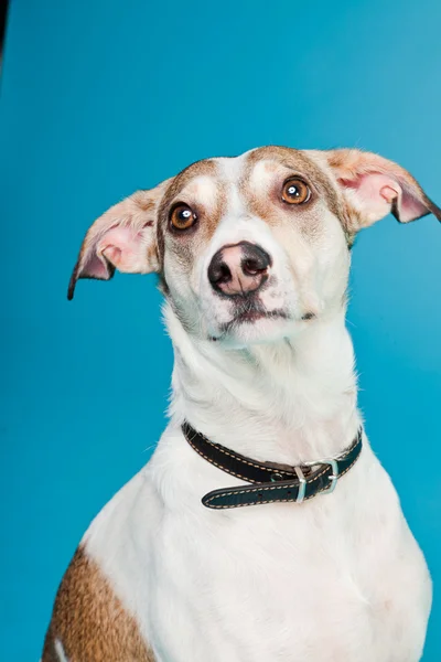 Mixed breed dog short hair brown and white isolated on light blue background. Studio shot. — Stock Photo, Image