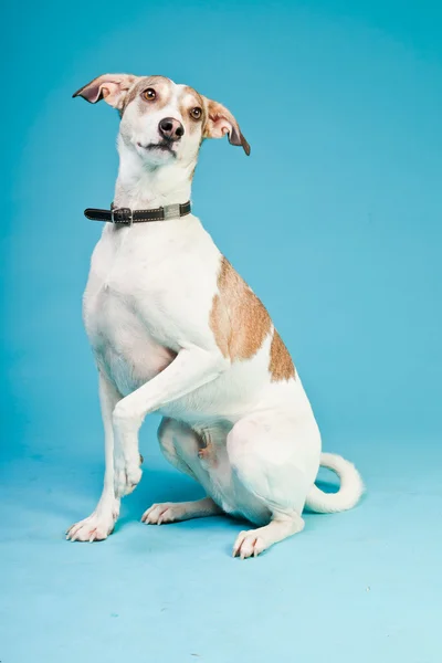 Blandras hund kort hår brunt och vitt isolerad på ljusblå bakgrund. Studio skott. — Stockfoto