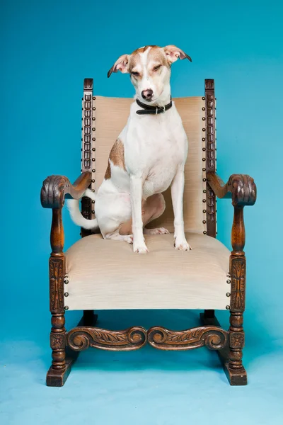 Blandras hund kort hår brunt och vitt på stora stol isolerad på ljusblå bakgrund. Studio skott. — Stockfoto