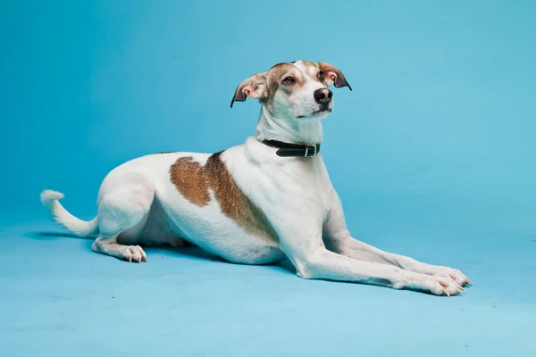 मिश्रित प्रजाती कुत्रा लहान केस तपकिरी आणि पांढरे हलके निळ्या पार्श्वभूमीवर वेगळे. स्टुडिओ शॉट . — स्टॉक फोटो, इमेज