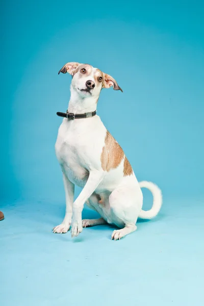 stock image Mixed breed dog short hair brown and white isolated on light blue background. Studio shot.