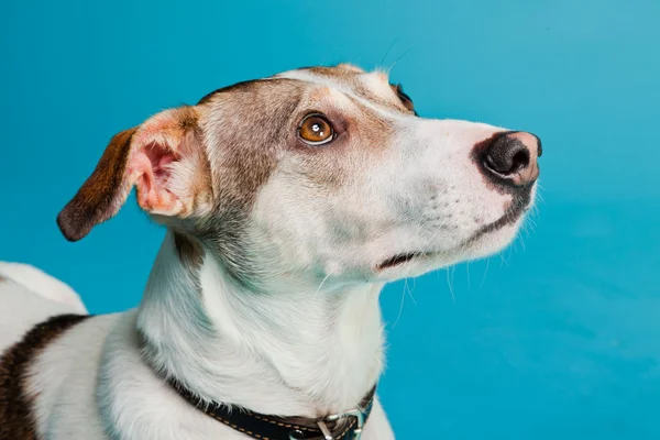 karışık cins köpek kısa saçlı kahverengi ve beyaz üzerinde açık mavi renkli izole. Stüdyo vurdu.