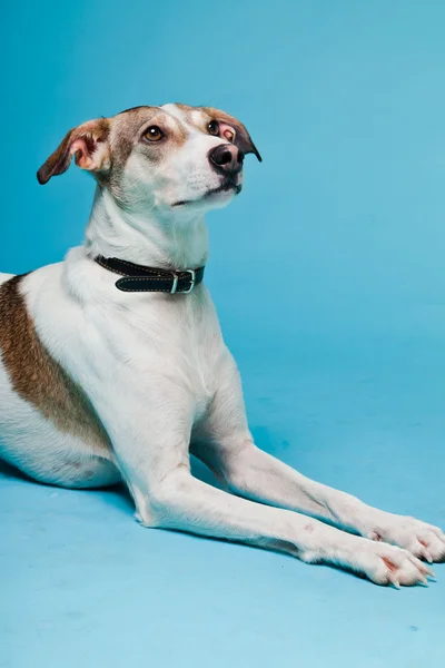 Mieszaniec psa krótkie włosy brązowy i biały na białym tle na światło niebieskie tło. łapka. — Zdjęcie stockowe