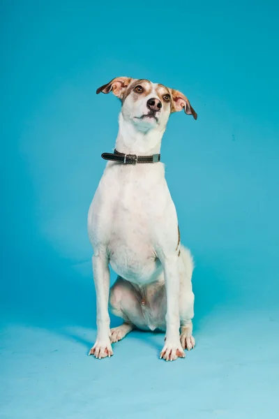 Karışık cins köpek kısa saçlı kahverengi ve beyaz üzerinde açık mavi renkli izole. Stüdyo vurdu. — Stok fotoğraf