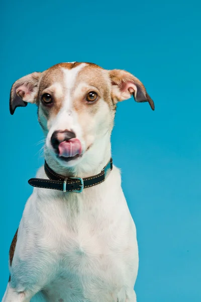 混合された品種犬の短い髪の茶色と白の明るい青の背景に分離されました。スタジオ撮影. — ストック写真