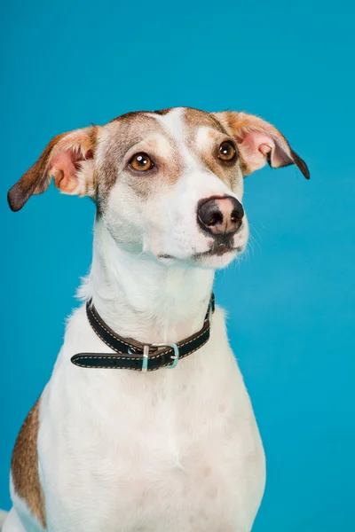 混合的品种的狗短头发布朗和孤立浅蓝色背景上的白色。工作室拍摄. — 图库照片