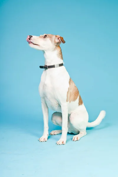 मिश्रित प्रजाती कुत्रा लहान केस तपकिरी आणि पांढरे हलके निळ्या पार्श्वभूमीवर वेगळे. स्टुडिओ शॉट . — स्टॉक फोटो, इमेज