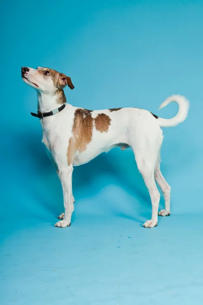 Mischlingshund kurze Haare braun und weiß isoliert auf hellblauem Hintergrund. Studioaufnahme. — Stockfoto