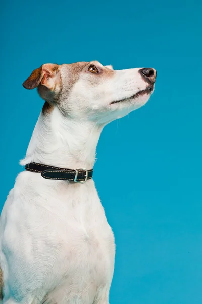 混合された品種犬の短い髪の茶色と白の明るい青の背景に分離されました。スタジオ撮影. — ストック写真