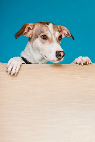 Mixed breed dog short hair brown and white looking curious over back of chair isolated on light blue background. Studio shot. — Stock Photo, Image
