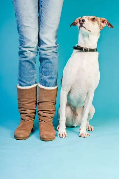 混合的品种的狗短头发棕色和白色坐在旁边的所有者的腿隔绝在淡蓝色背景。工作室拍摄. — 图库照片