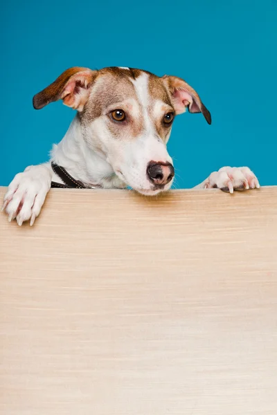 Blandras hund kort hår brunt och vitt ser nyfiken över baksidan av stolen isolerad på ljusblå bakgrund. Studio skott. — Stockfoto