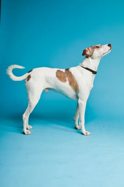 Vegyes fajta kutya rövid haj barna és világoskék háttér elszigetelt fehér. stúdió felvétel. — Stock Fotó