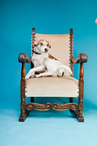 Karışık cins köpek kısa saçlı kahverengi ve beyaz büyük sandalye açık mavi renkli izole. Stüdyo vurdu. — Stok fotoğraf