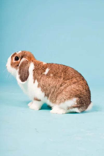 White brown rabbit isolated on blue background. Studio shot. — Stock Photo, Image