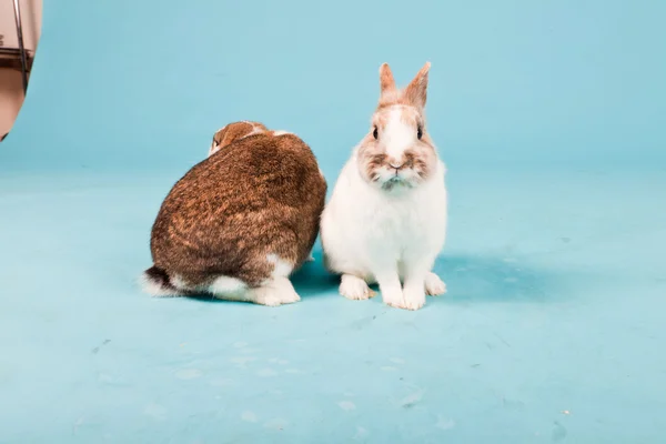 Dvě bílá hnědá králíků izolovaných na modrém pozadí. Studio záběr. — Stock fotografie