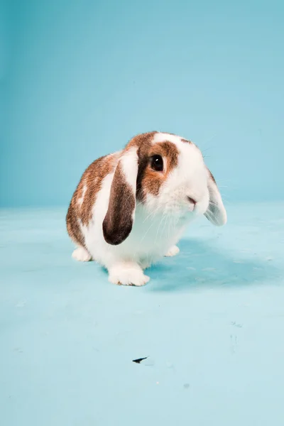 White brown rabbit isolated on blue background. Studio shot. — Stock Photo, Image