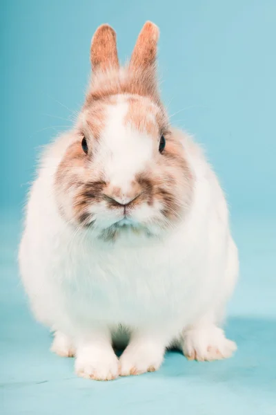 stock image White brown rabbit isolated on blue background. Studio shot.